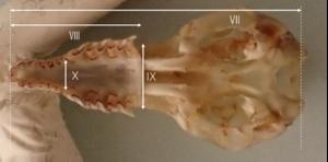 Photographs and schematic illustrations of shrew skulls.