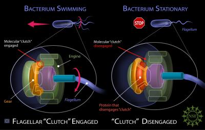 Flagellum