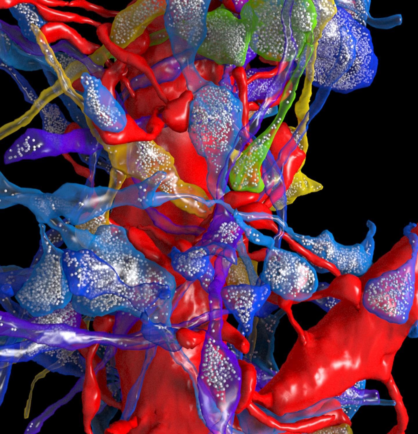 Cortical Connectivity
