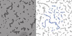 E. coli power the rotation of aggregates