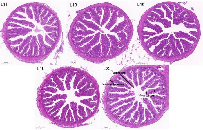 Intestinal morphology and structure in largemouth bass from each group (H&E staining, 10× magnification).