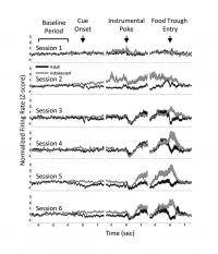 Average Brain Activity