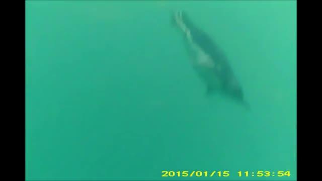 Penguin Cam Captures Hunt For Prey