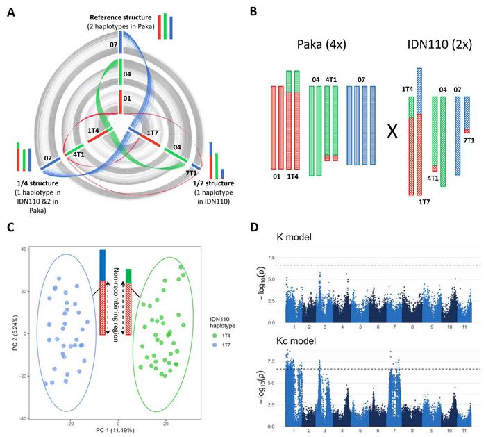 Impact of large chromosome rearrangements on GWAS.