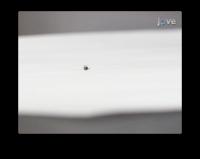 Treating Seizure-prone Fruit Flies