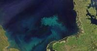 Algae Carpets