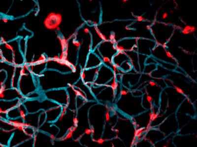 The Long Arms of Pericytes