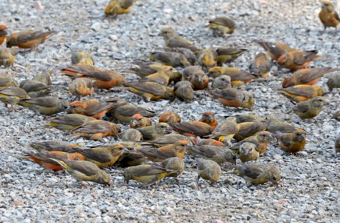 Red crossbills