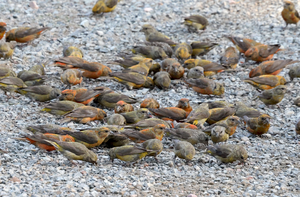 Red crossbills
