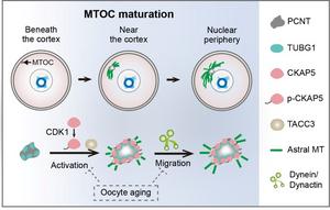 MTOC maturation in oocytes