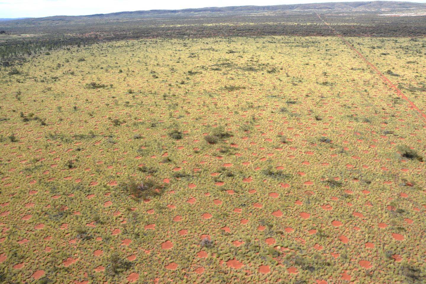 Australian Fairy Circles (1 of 2)