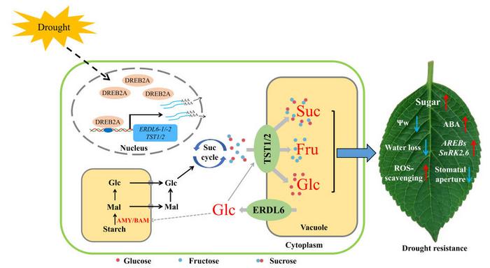 A diagram that depicts how VSTs manage the drought resistance in apple plants.