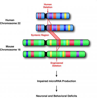 Human Chromosome