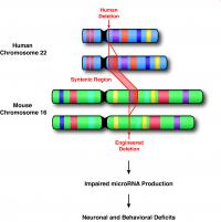Human Chromosome