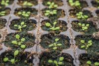 The Model Plant Arabidopsis Thaliana