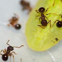 <i>P. punctatus</i> Gathering around the Larvae of <i>N. japonica</i>