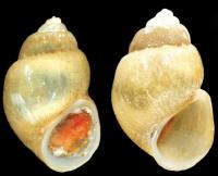<i>Karucia sublacustrina</i>