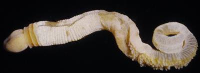 Strange Phallus-Shaped Creature Provides Crucial Missing Link (2 of 2)