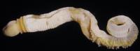 Strange Phallus-Shaped Creature Provides Crucial Missing Link (2 of 2)