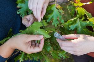 Collecting oak galls
