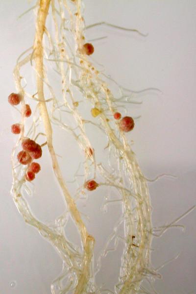 Why Are Nodules Red?