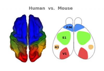 Kremen Brain Organization