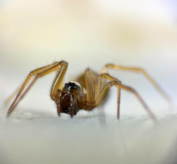Mermessus fradeorum female