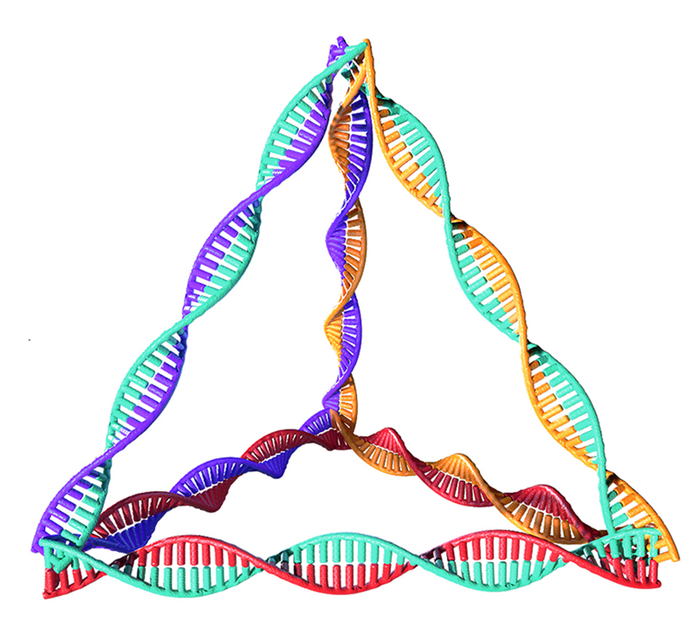 Reversing new-onset type 1 diabetes with pyramid-like DNA