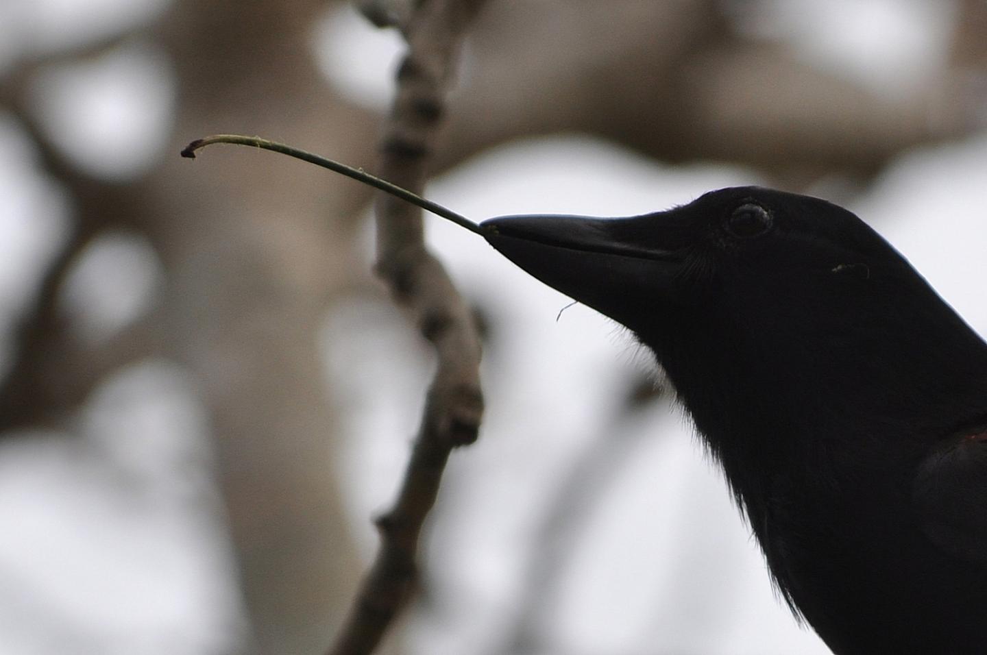 A wild New Caledonian crow holding a hooked stick tool.