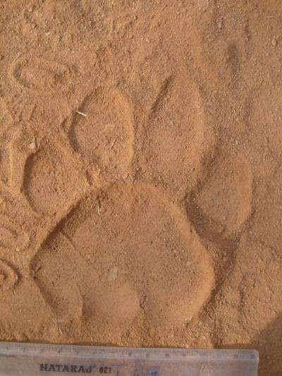 Tiger Pugmark