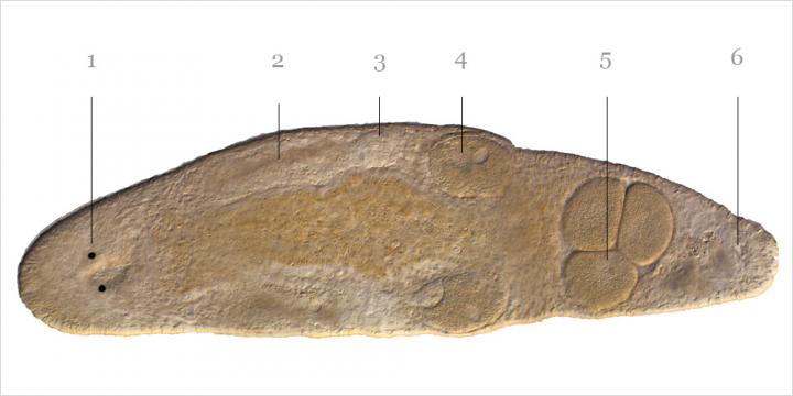 <em>Macrostomum hystrix</em>
