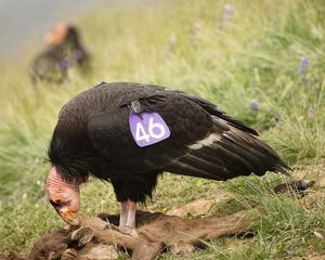 California condor feeding