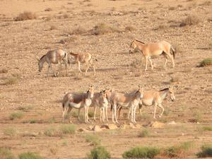 A herd of wild asses