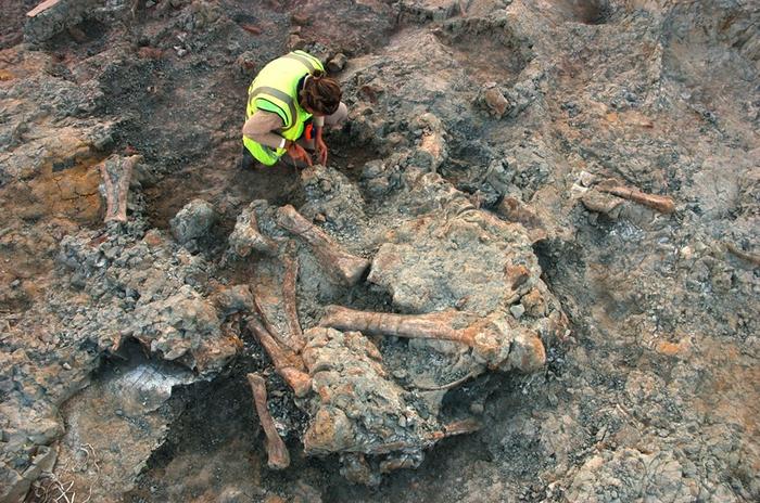 Nuevos descubrimientos sobre los restos de titanosaurios del yacimiento de Lo Hueco, en España
