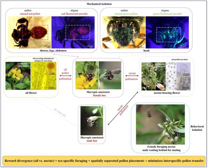 A conceptual diagram illustrating how two sympatric Lysimachia species (L. congestiflora and L. stenosepala) avoid reproductive interference while sharing an oligolectic oil-collecting bee (Macropis omeiensis)