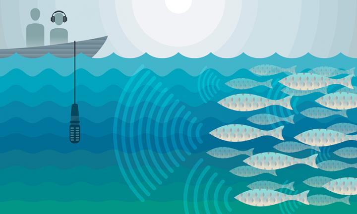 Counting Fish with Sound