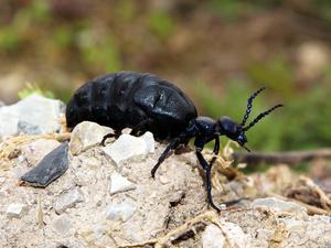 Oil beetle Meloe proscarabaeus
