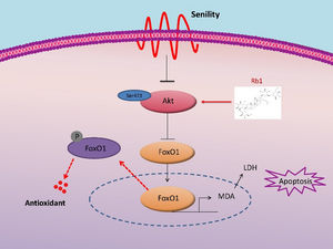 The proposed mechanism for ginsenoside Rb1 to restrain oxidative stress injury.