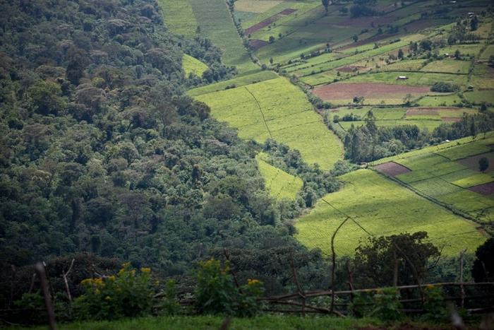 Boundary where the Mau forest ends and becomes agricultural land near Bomet in Narok, Kenya.