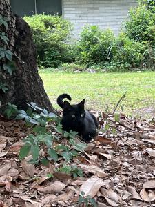 Virus hunter