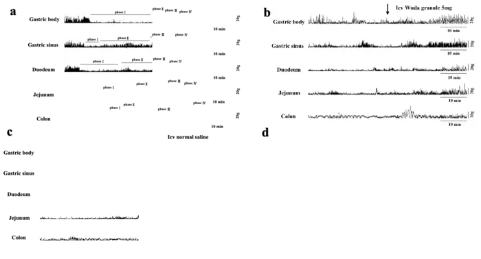 Figure 1A. Gastrointestinal MMC curves chart in beagle dogs. Figure 1B. Gastrointestinal motility curve chart in beagle dogs before and after lateral ventricular injection of WDG in awake and fasted state. Figure 1C. Gastrointestinal motility curve chart
