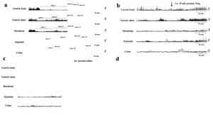 Figure 1A. Gastrointestinal MMC curves chart in beagle dogs. Figure 1B. Gastrointestinal motility curve chart in beagle dogs before and after lateral ventricular injection of WDG in awake and fasted state. Figure 1C. Gastrointestinal motility curve chart