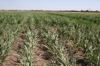 Sorghum Field