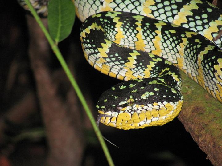 Temple Pit Viper