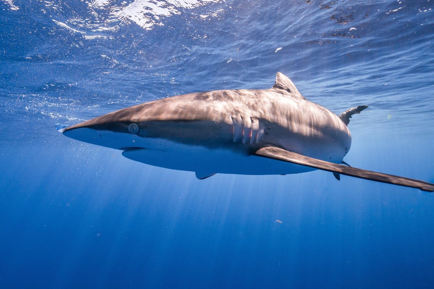 Silky Sharks