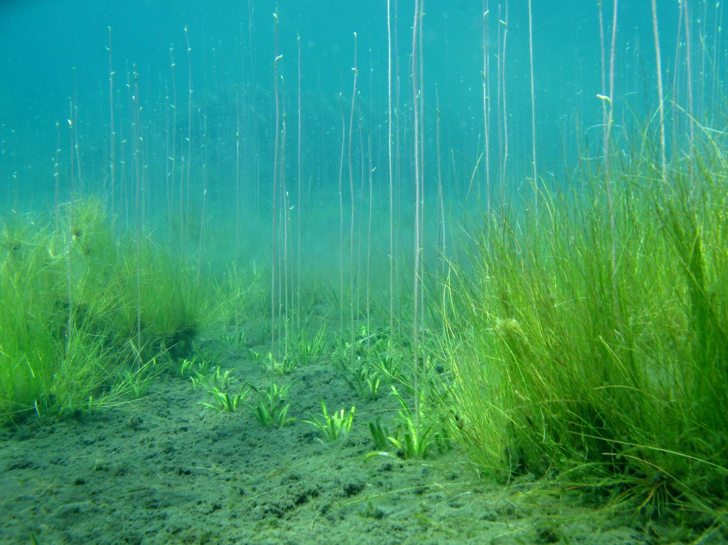 Catchment Geology Rules Freshwater Plant Communities (7 of 14)