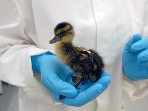 Duckling
