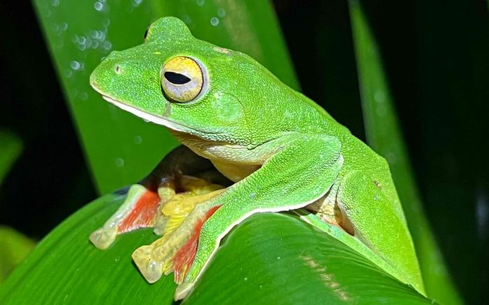 Malabar gliding frog - 290 KB