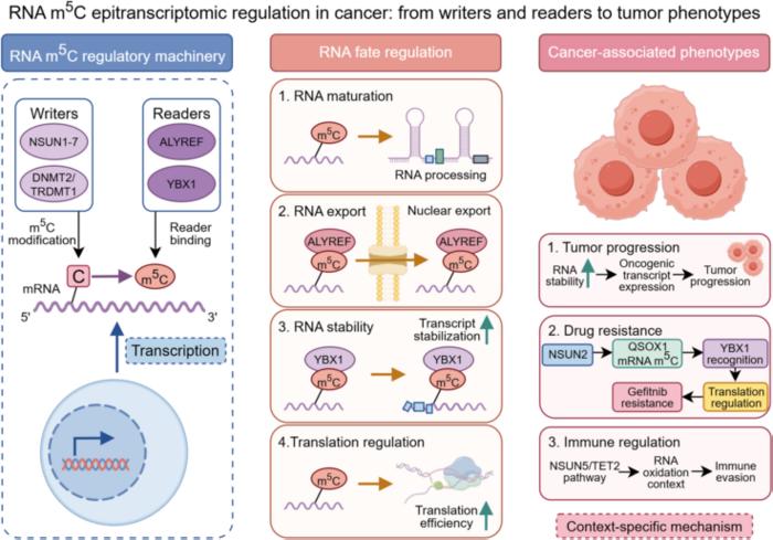 Context-dependent RNA m5C regulation and cancer-associated phenotypes.
