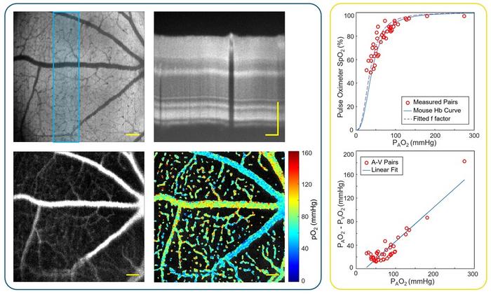 The new multimodal system combines visible light optical coherence tomography (VIS-OCT) with phosphorescence lifetime ophthalmoscopy (PLIM-SLO) to capture detailed structural images alongside quantitative oxygen partial pressure (pO₂) measurements.